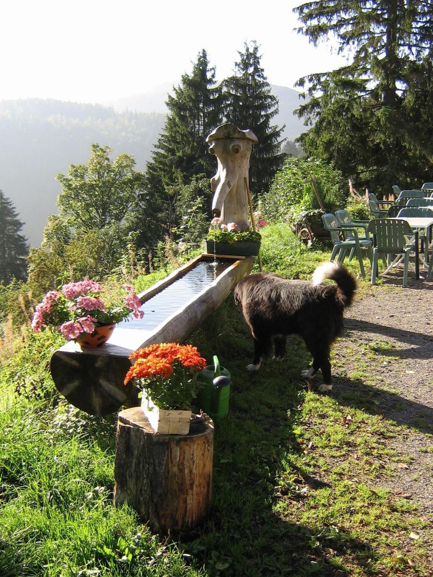 Berggasthaus Prager Boden Todtnau Exteriér fotografie